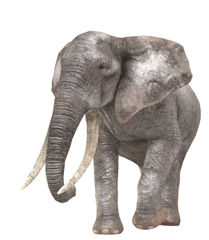 elephant-walk-min